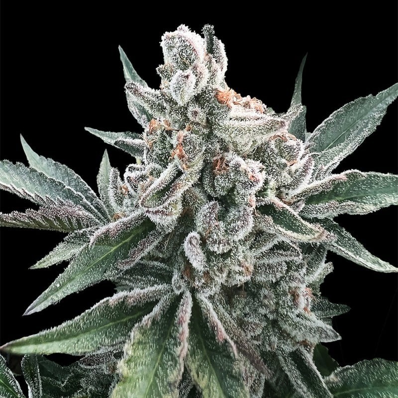 SILENT_SEEDS_-_POLAR_GELATO_AUTO_1734090679_0.jpg