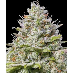 BARNEY_S_FARM_-_BLUE_GELATO_41_F_1734093538_0.jpg