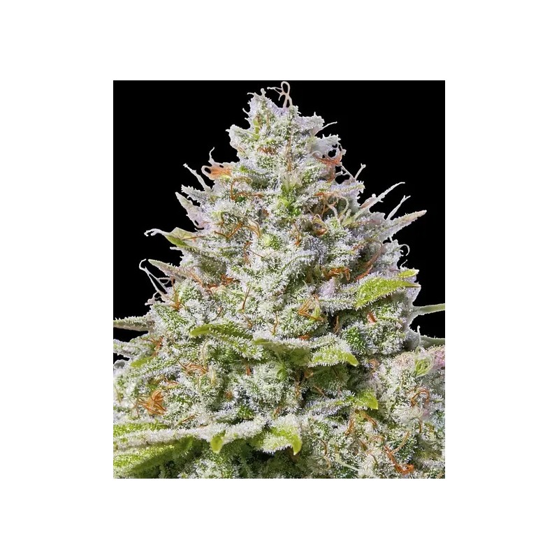 BARNEY_S_FARM_-_BLUE_GELATO_41_F_1734093538_0.jpg