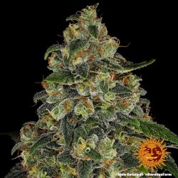 BARNEY_S_FARM_-_BLUE_GELATO_41_F_1734094363_1.jpg