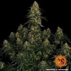 BARNEY_S_FARM_-_BLUE_GELATO_41_F_1734094431_2.jpg