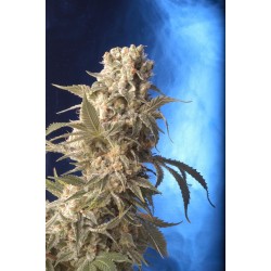 SERIOUS_SEEDS_-_AK_47_-_11_SEEDS_1734114650_0.jpg