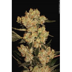 SERIOUS_SEEDS_-_AK_47_-_11_SEEDS_1734114654_1.jpg