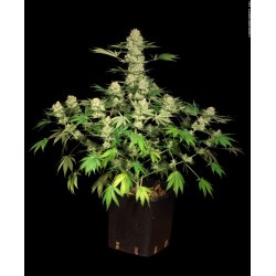 SERIOUS_SEEDS_-_AK_47_-_11_SEEDS_1734114664_3.jpg