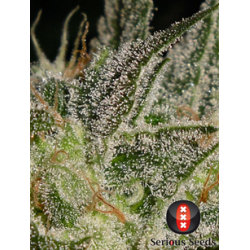 SERIOUS_SEEDS_-_AK_47_-_11_SEEDS_1734114668_4.jpg