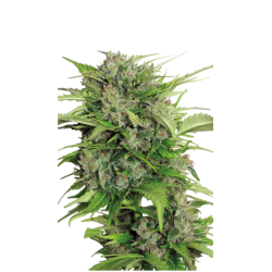 SERIOUS_SEEDS_-_AUTO_AK-47_-_6_S_1734453583_0.png