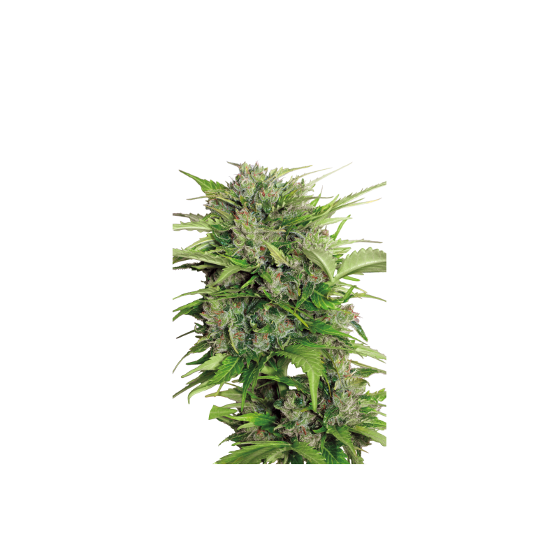 SERIOUS_SEEDS_-_AUTO_AK-47_-_6_S_1734453583_0.png